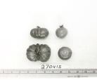 Click for 1 image(s) for this accession. FRUIT